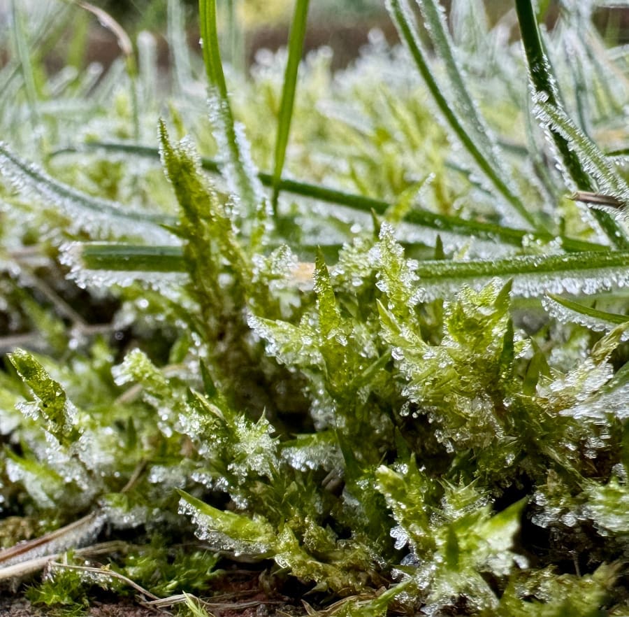 morning hoar frost on the grass