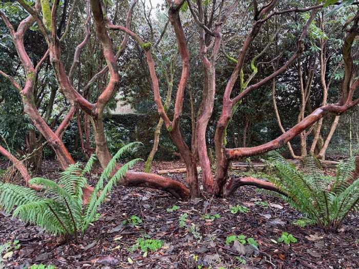 a tree, winter-bare, branches perfect for climbing 