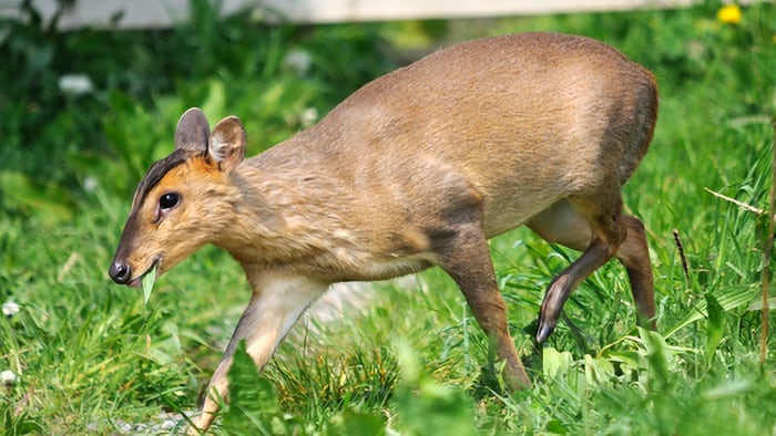 very small muntjac deer