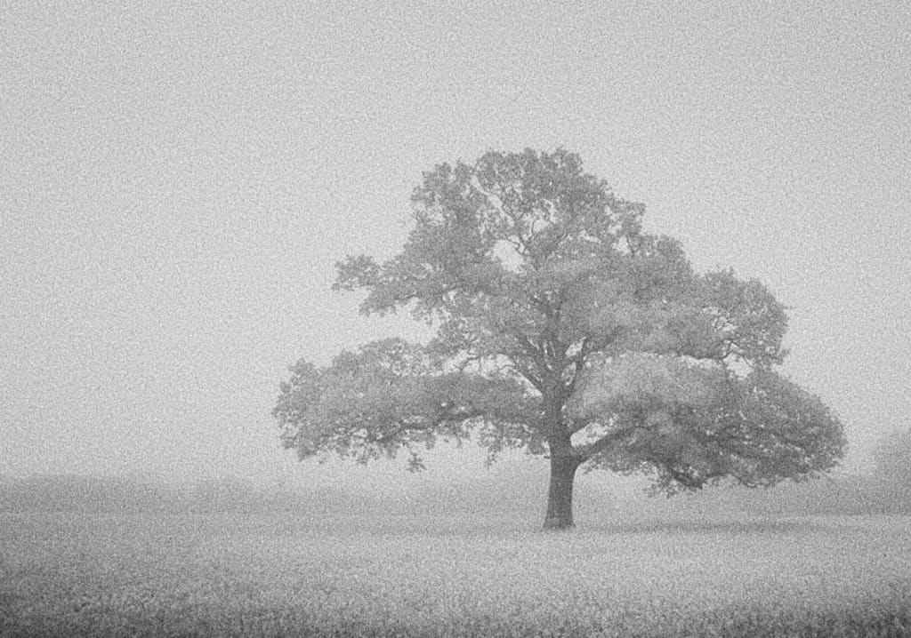 B&W photo of a lone oak tree in a field of grain