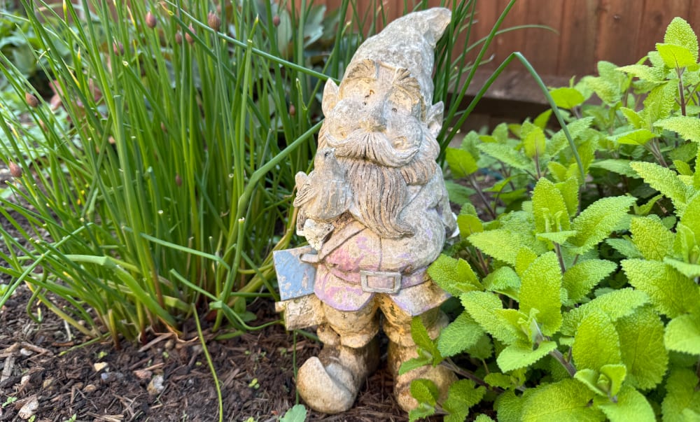 a sun-bleached gnome in my garden.