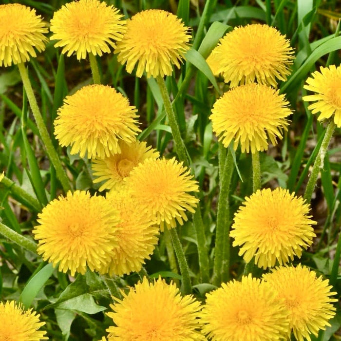 bright yellow dandelions