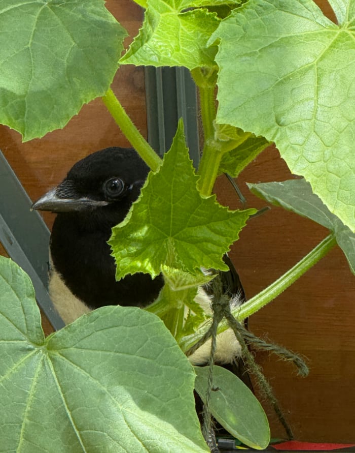 young magpie hiding the greenhouse behind cucumber plants