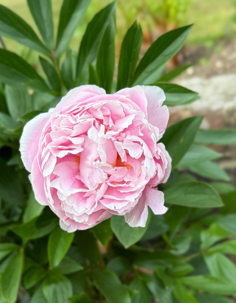 pink peony