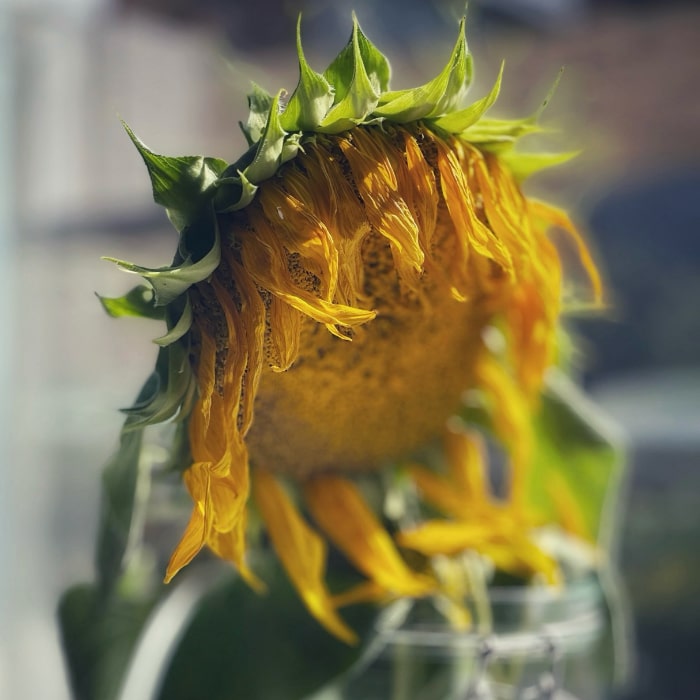 sunflower drying in the sun for harvesting seeds