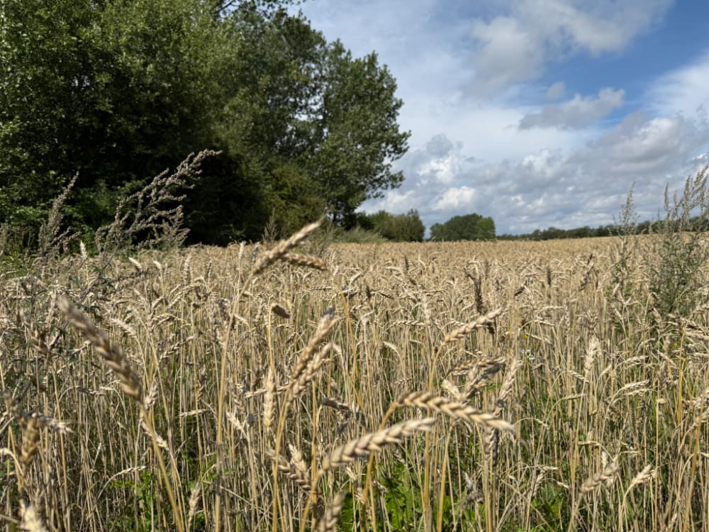 27.09: MicroDosing 100µg