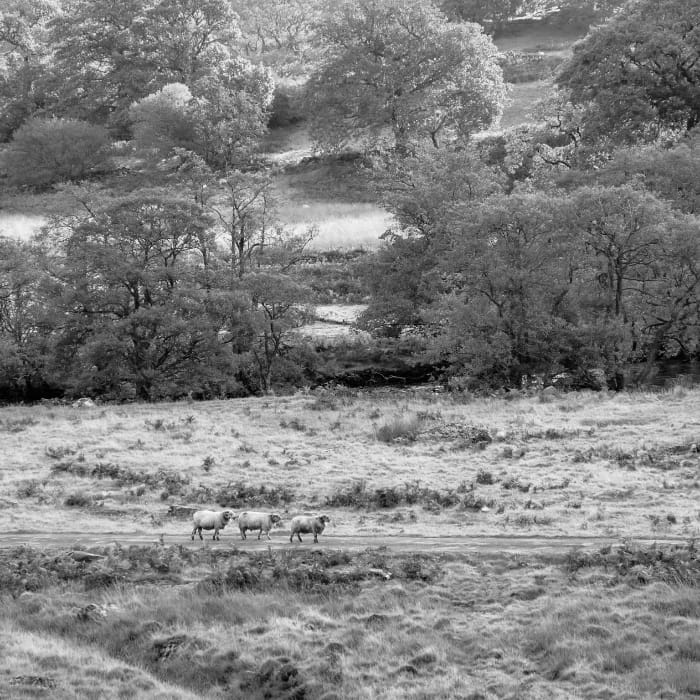 B&W image of fields with 3 sheep walking down the dirt track