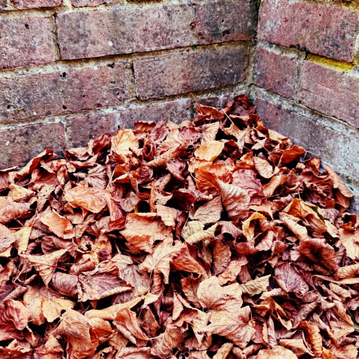 autumn leaves against the brick garden wall