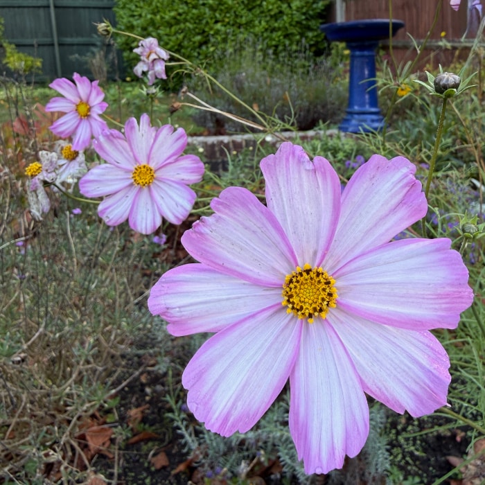 pink cosmos blooming