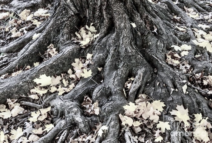 tree roots and fallen leaves