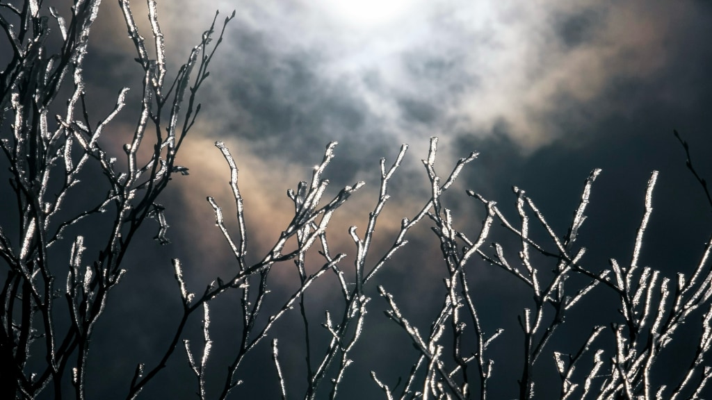 twigs, night sky with moonlight