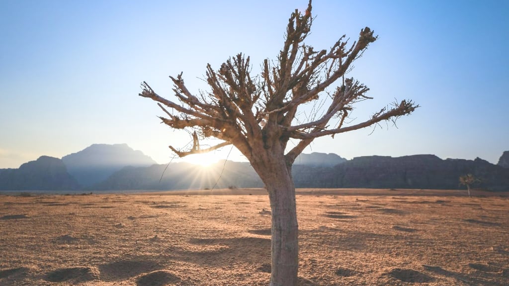 a single tree in a desolate area, with the sun setting behind it and a mountain range in the background