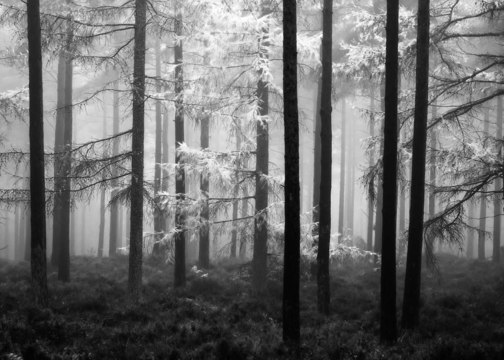 8.12: Sentinel Trees