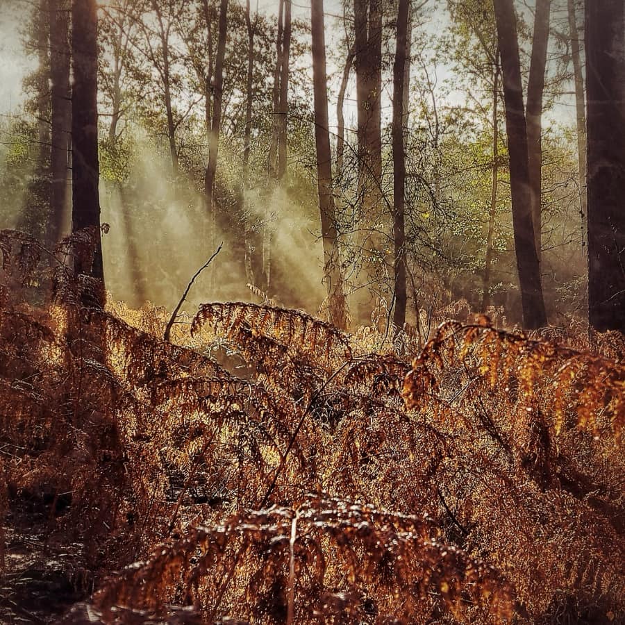 forest shot with bare trees and golden bracken 