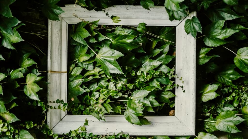 ivy growing in and around a white wooden frame