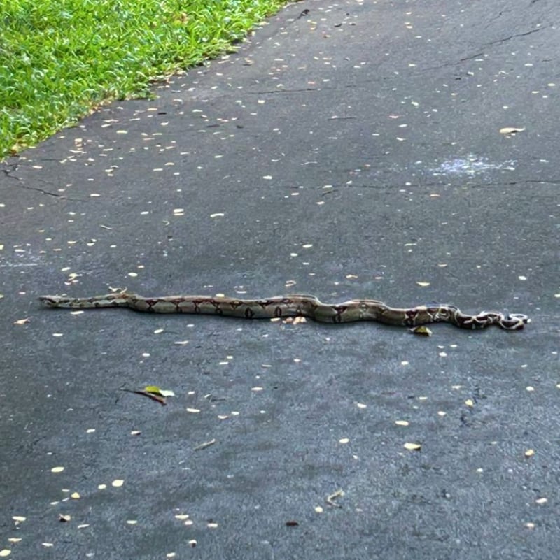 a boa constrictor crossing the driveway