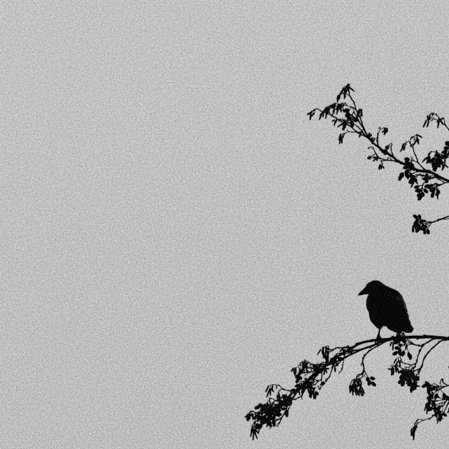 B&W photo of a crow perched on a branch