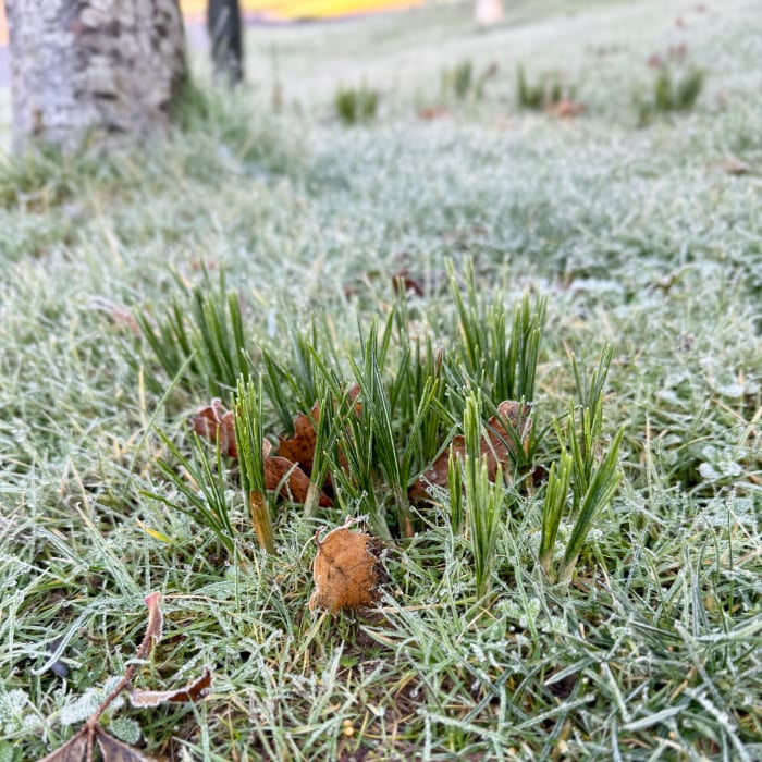 crocuses appearing in the frosty grass