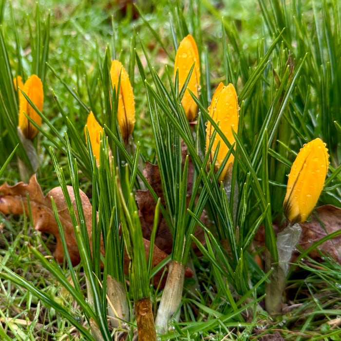crocuses ready to bloom in the lawn