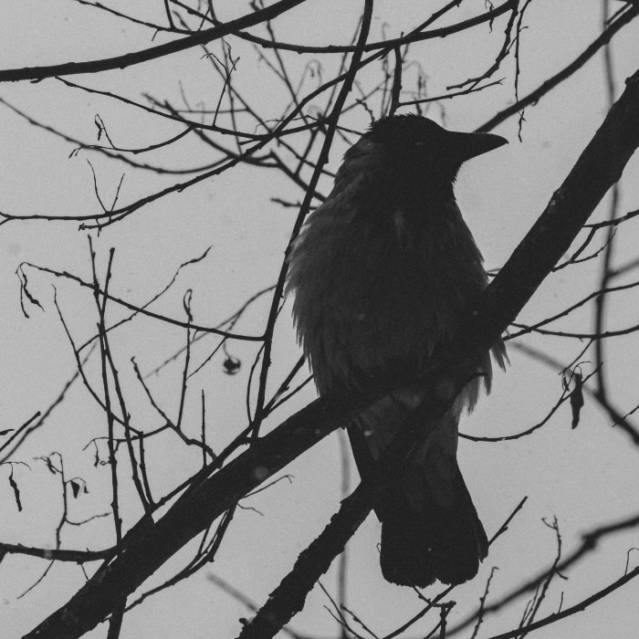 crow in the tree