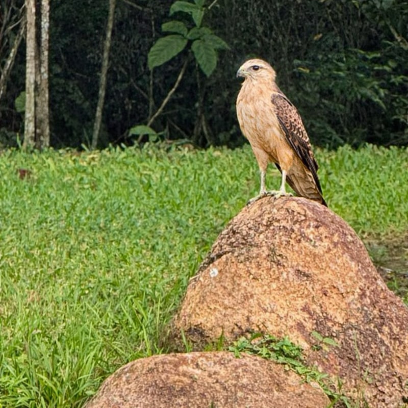 savannah hawk perched on a stone