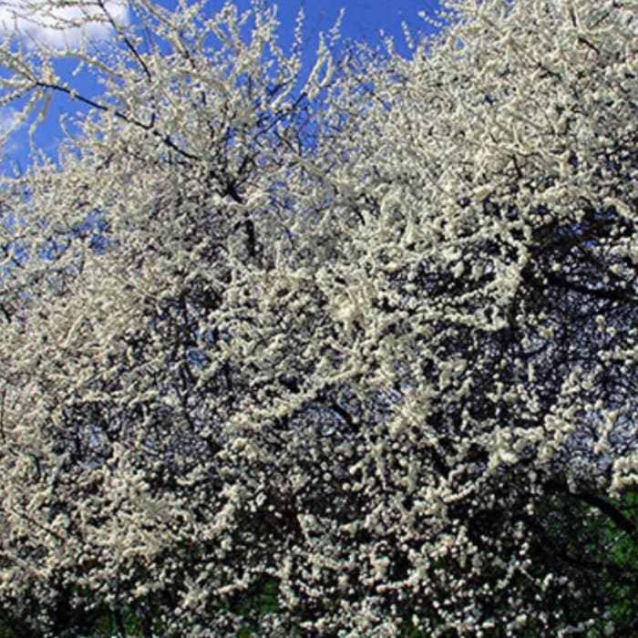 blackthorn in bloom