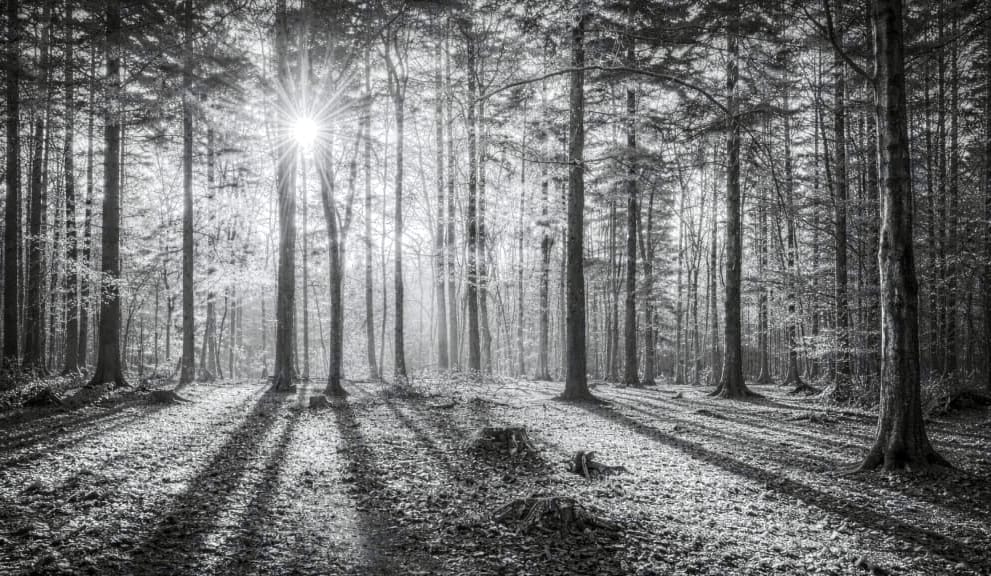 BW photo of forest with long shadows