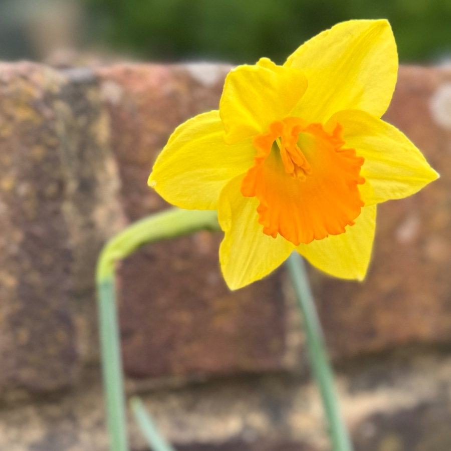 daffodil