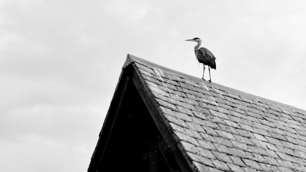B&W photo of heron on the roof of a house
