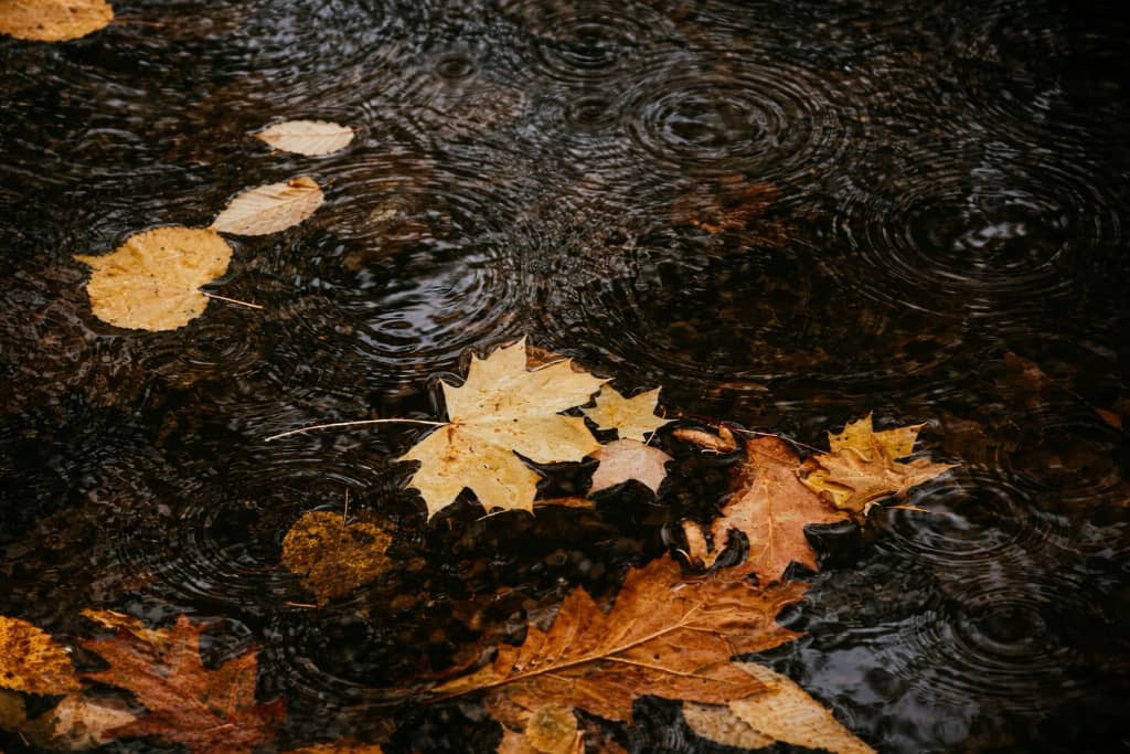 autumn leaves floating on water with raindrops