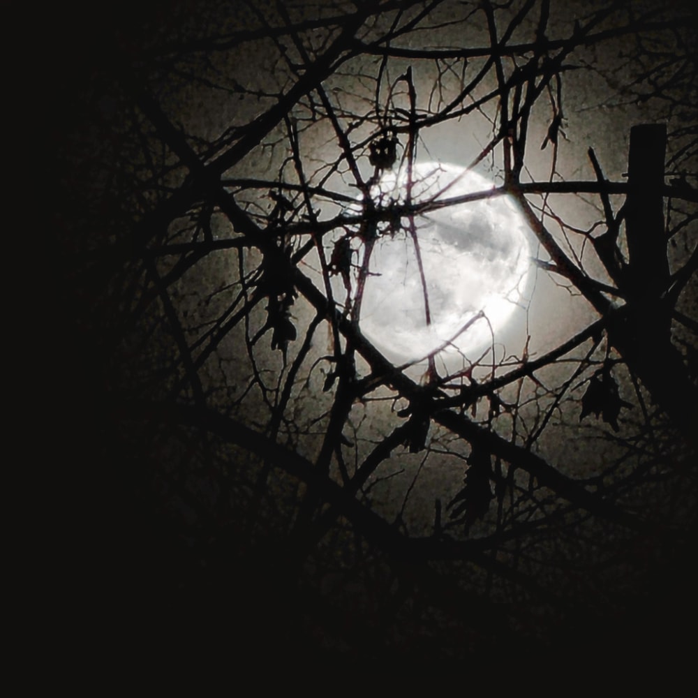 B&W photo of the full moon through bare winter branches