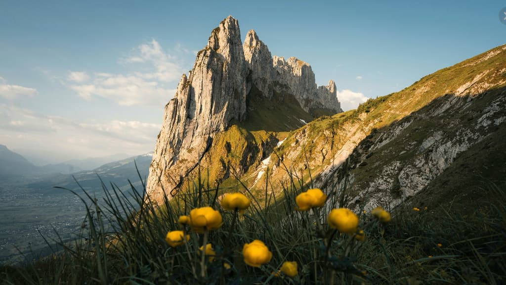 flowers with yellow blossoms at the base of a jagged mountain rising in the background.