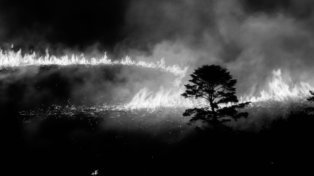 A Field After&nbsp;Fire