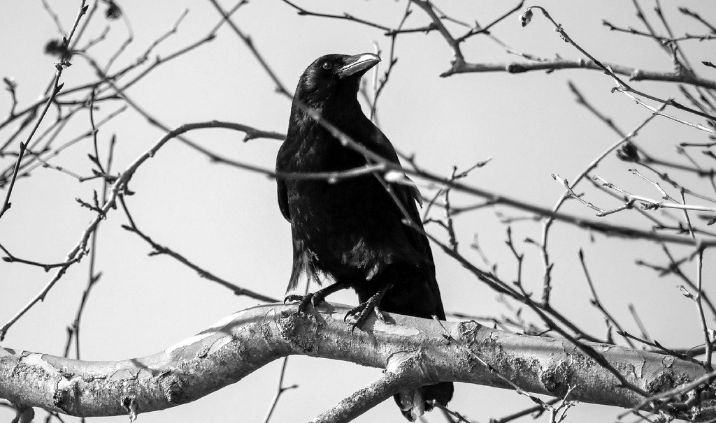 1003: dVerse Quadrille