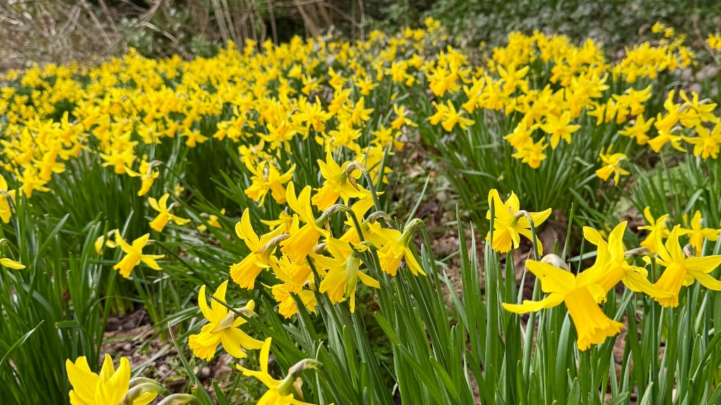 1403: Spring Thoughts