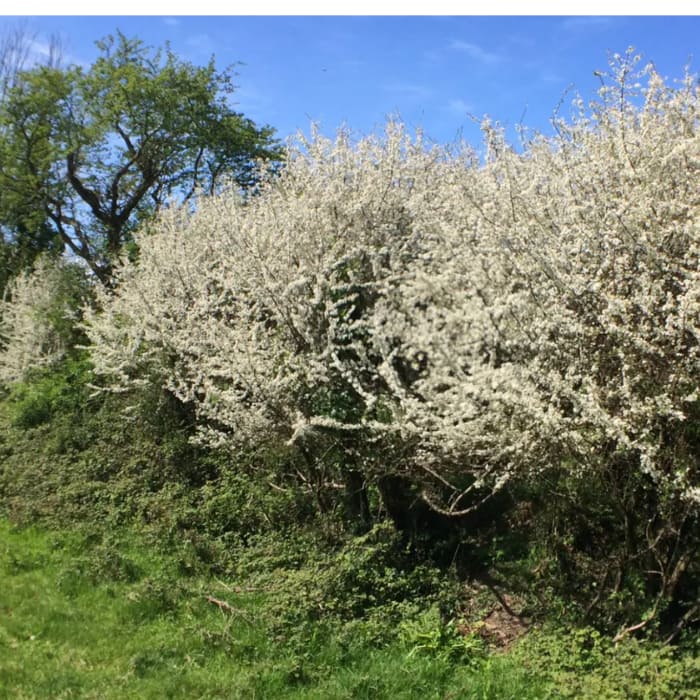 blackthorn along the verge