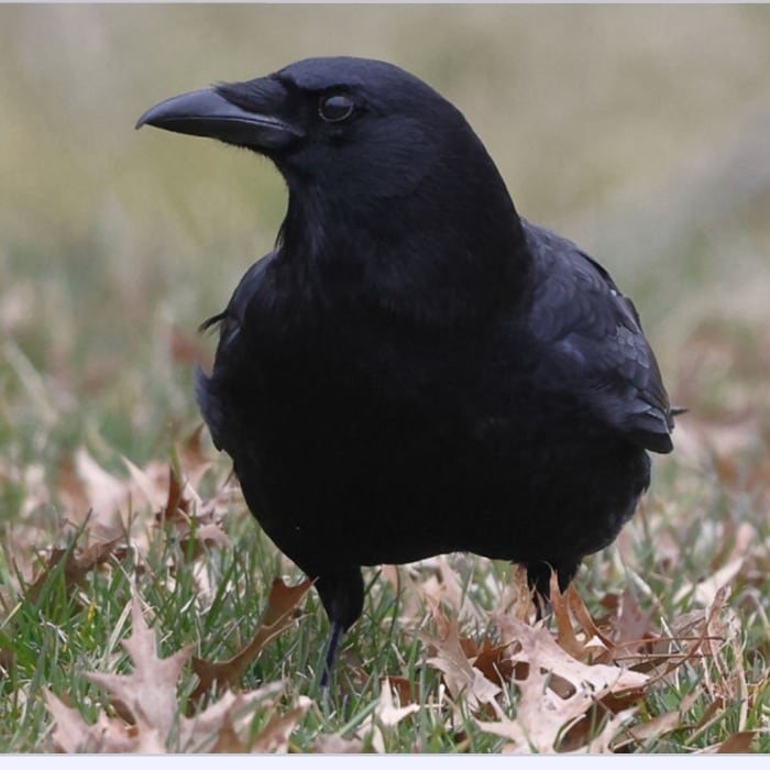 crow