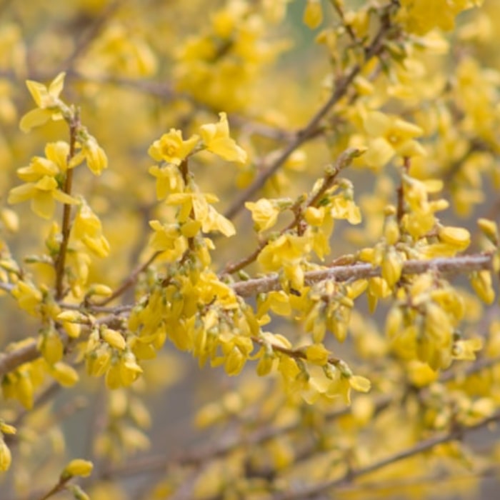 Forsythia blooming bright yellow