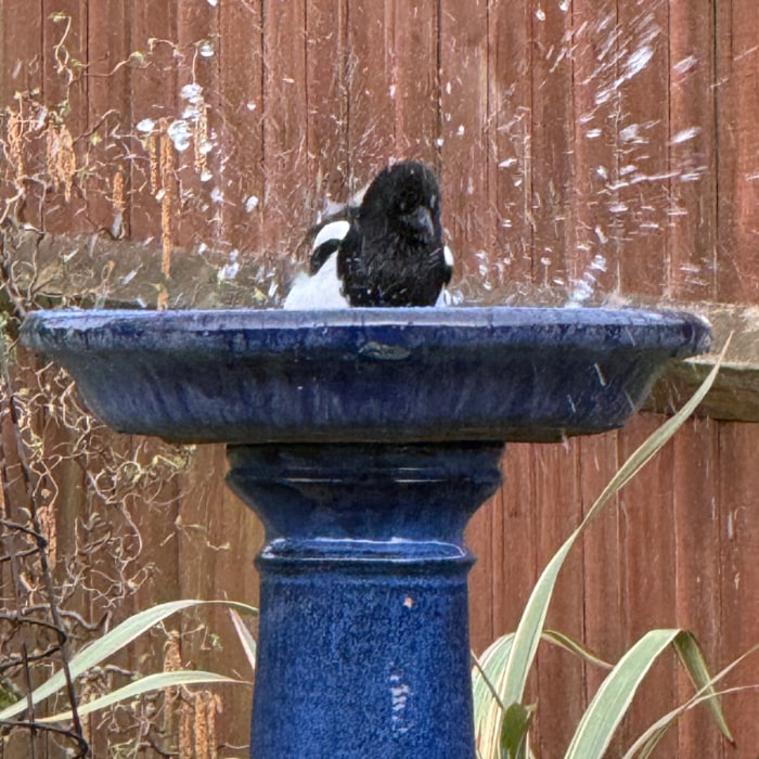 magpie splashing in the birdbath