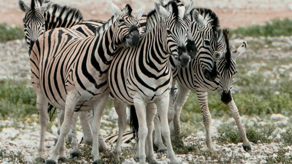 zebra herd