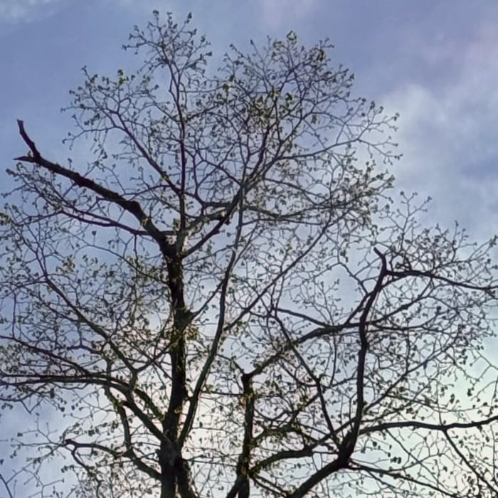 trees setting spring leaves