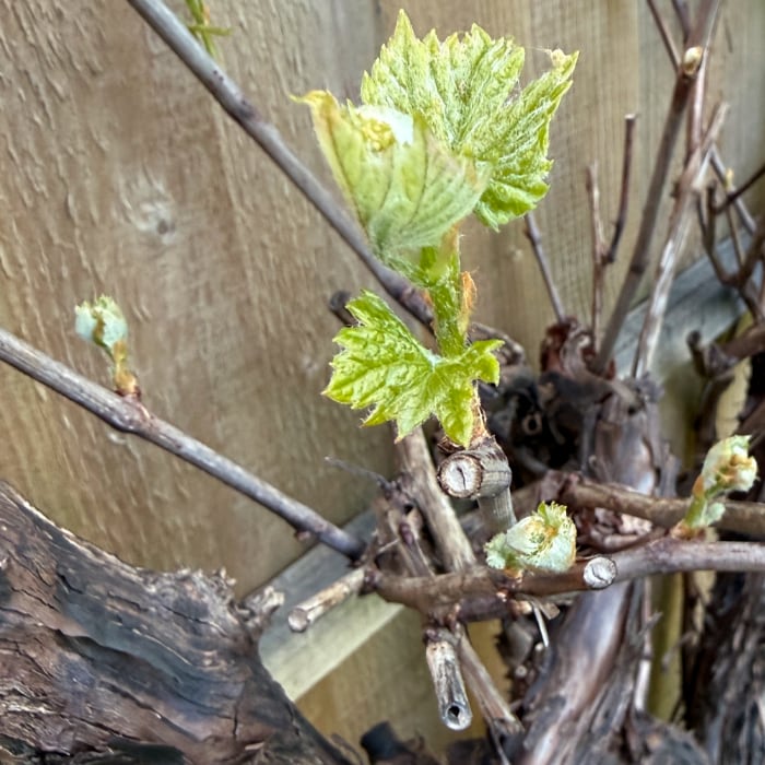 grape leaves on the vine