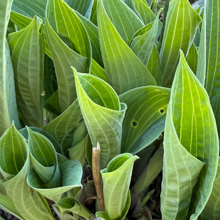 hostas opening