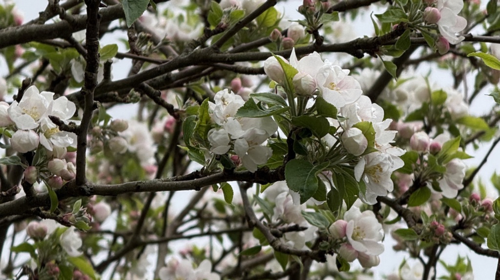 AprPAD — Day&nbsp;21