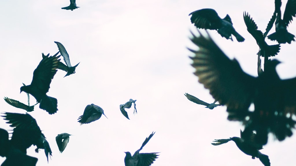crows flight on white background Photo by JJ Shev on Unsplash