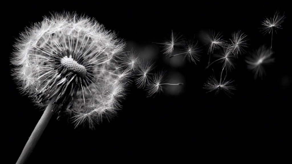 ai dandelion seeds being blown off the stem B&W