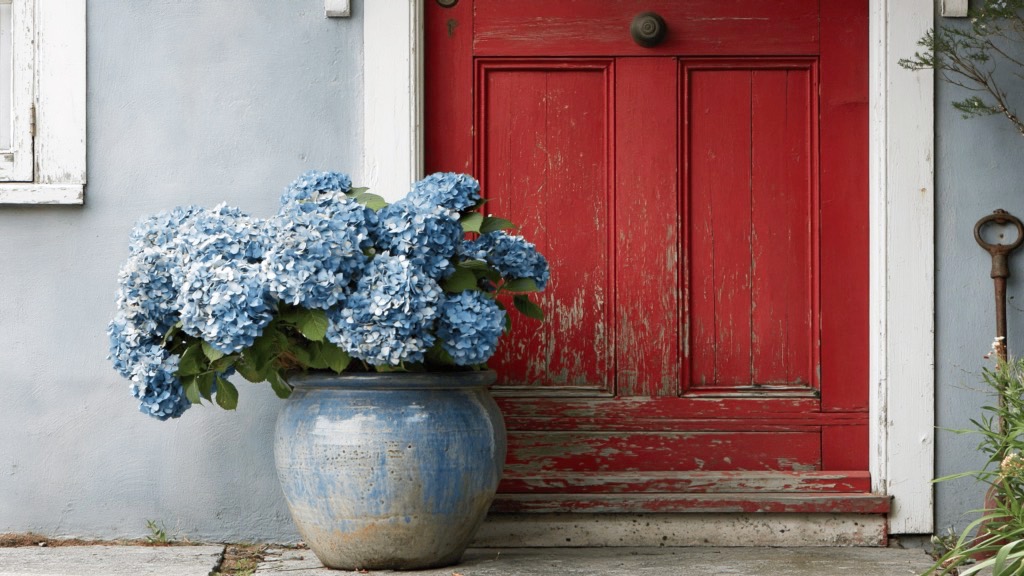 blue hydrangea in a blue pot beside a red front door