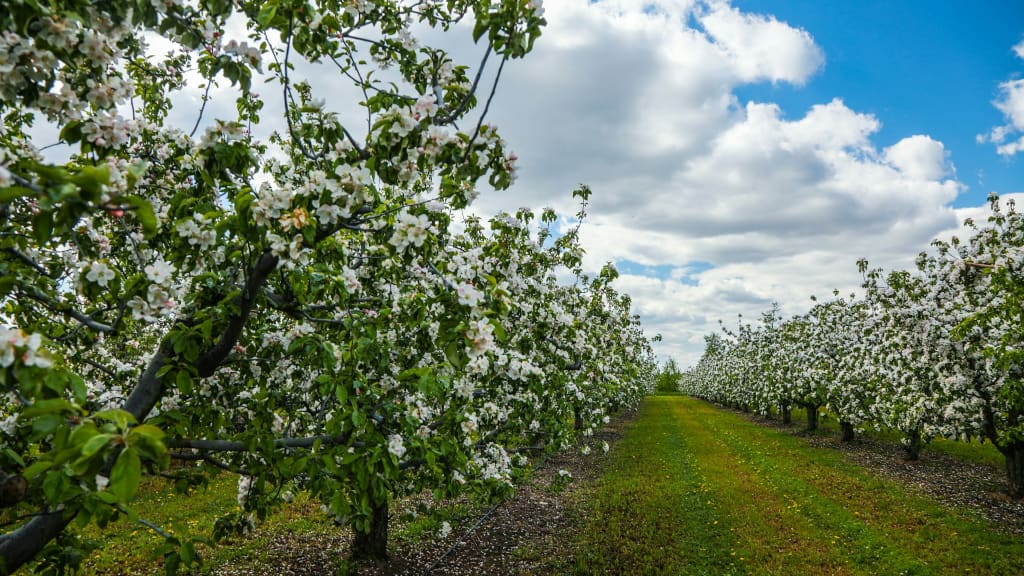 apple trees in blossom