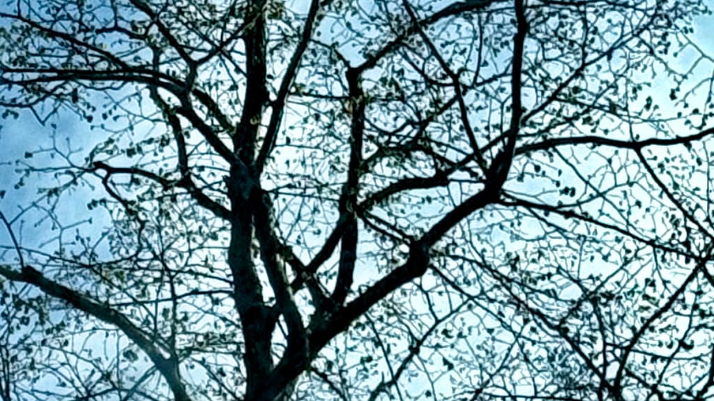 photo of the trees in the garden almost ready to unfurl leaves