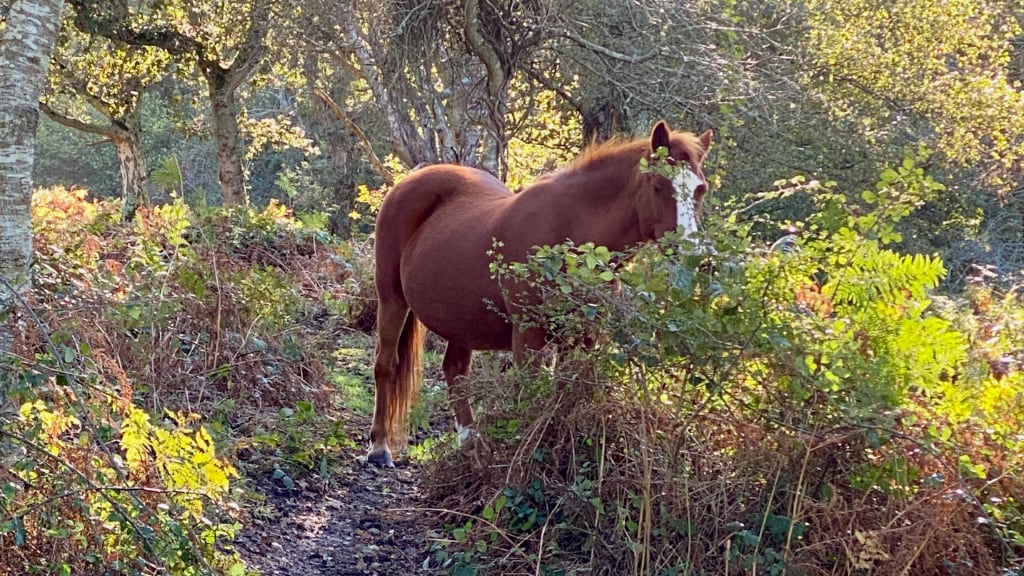 photo from New Forest of wild pony